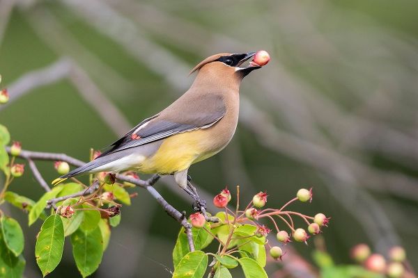 Cedar Waxwing eating berry in Serviceberry Bush (Amelanchier canadensis)-Marion County-Illinois